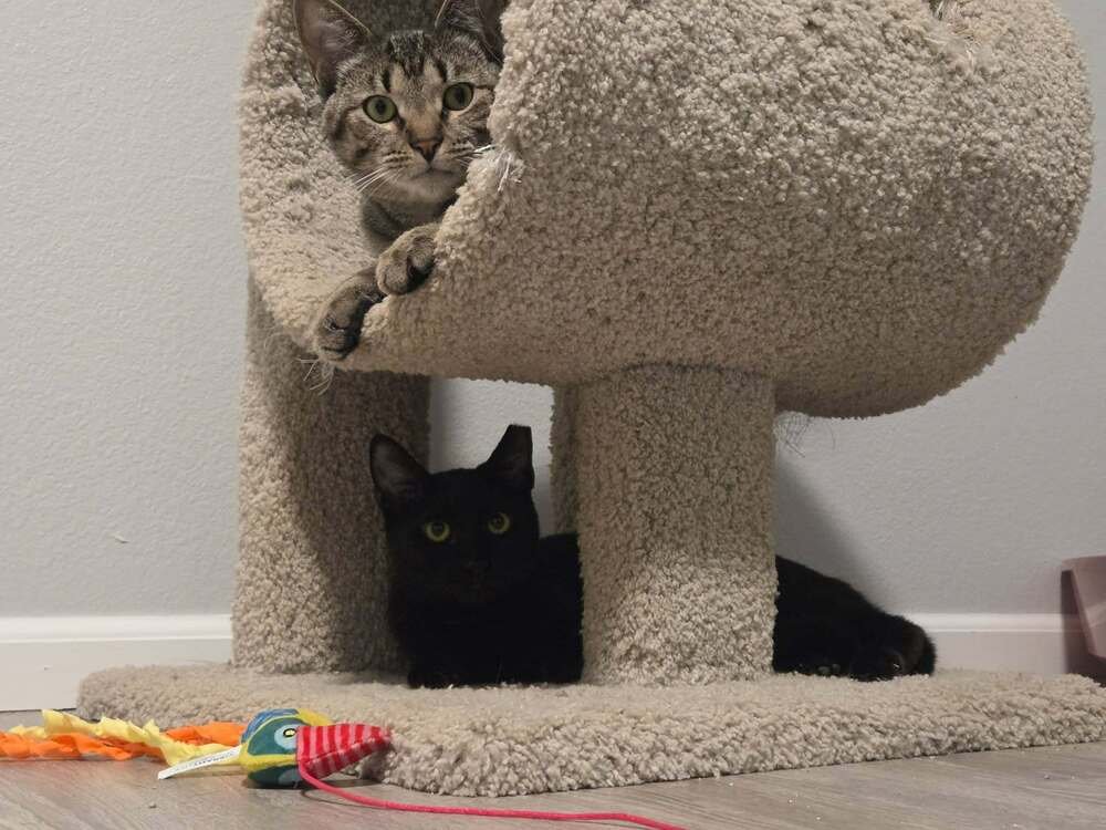 FRO-YO - Domestic Short Hair available for adoption