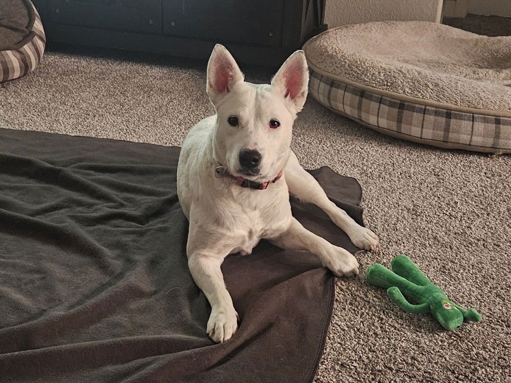 BAGUETTE - Cattle Dog available for adoption