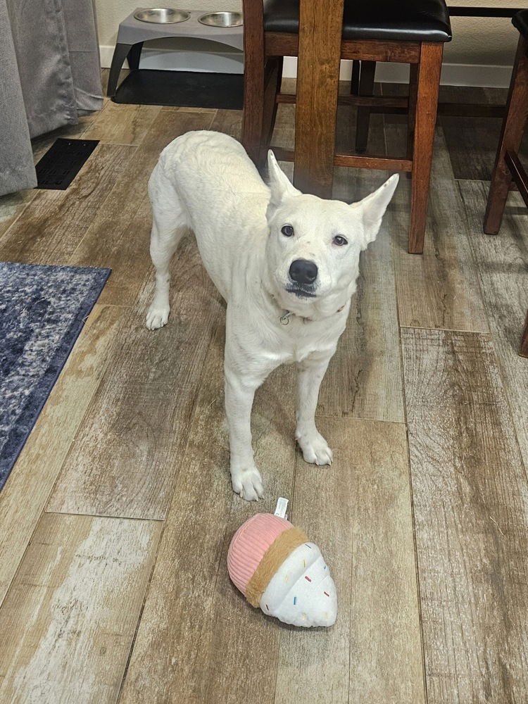 BAGUETTE - Cattle Dog available for adoption