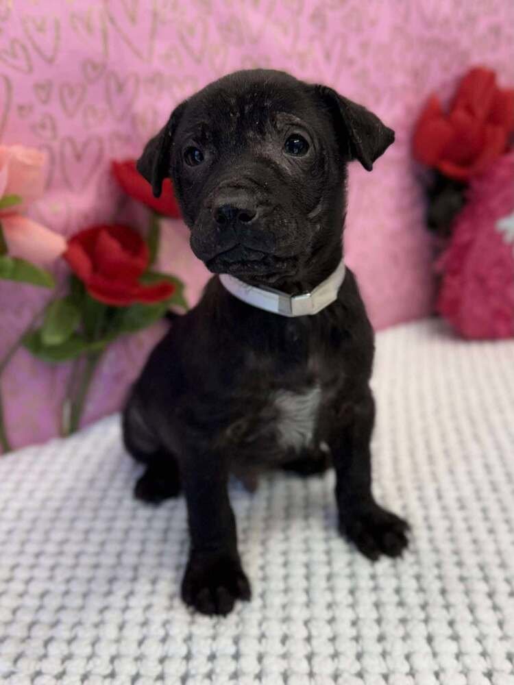 ANDREW - American Staffordshire Terrier / Labrador Retriever available for adoption