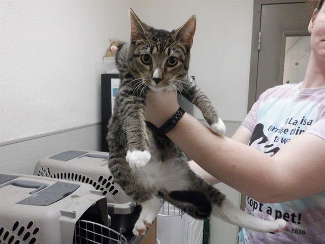 SEBASTIAN - Domestic Short Hair available for adoption