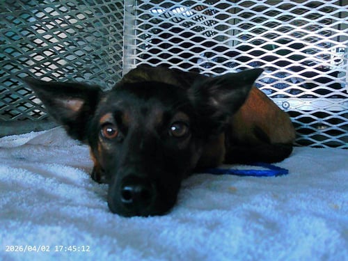 GNOCCHI - Chihuahua available for adoption