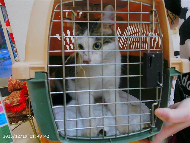 CLAWDETTE - Domestic Short Hair available for adoption