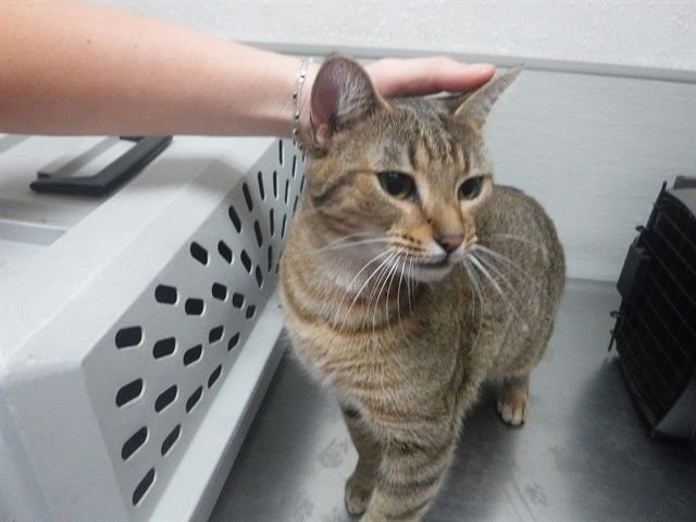 ELLA - Domestic Short Hair available for adoption