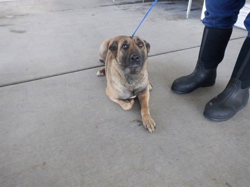 FAITH - German Shepherd Dog available for adoption