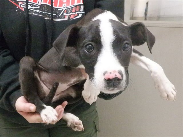 PIPER - Border Collie available for adoption