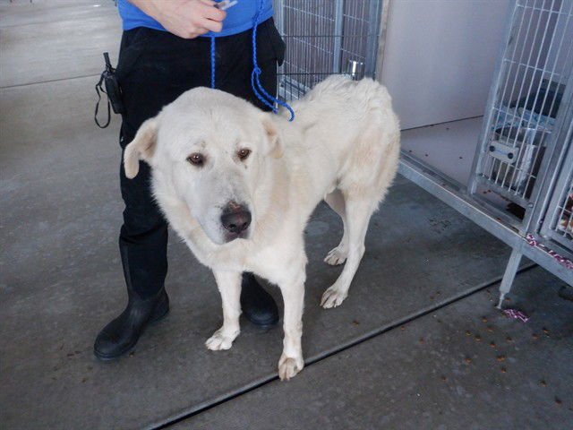 ANGUS - Great Pyrenees / Anatolian Shepherd available for adoption