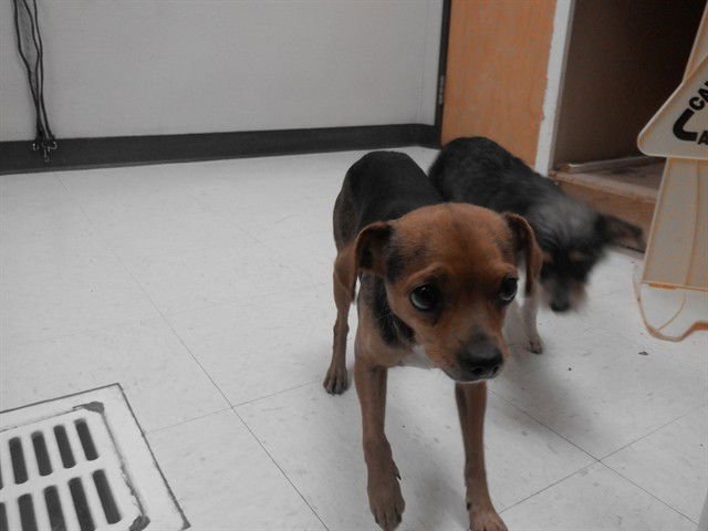 ROSALEE - Chihuahua available for adoption