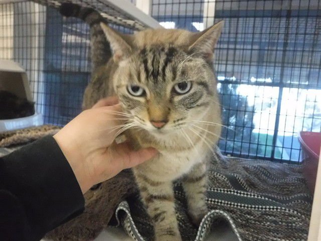 CREEPER - Siamese available for adoption