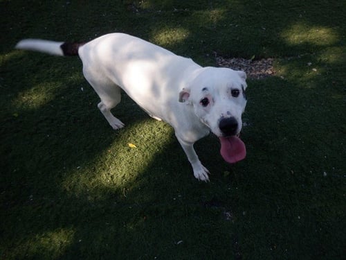 SHY - Pit Bull Terrier available for adoption