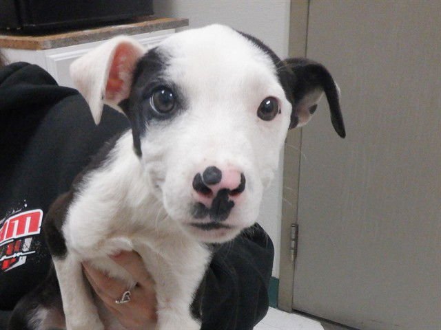 FLETCHER - Border Collie available for adoption