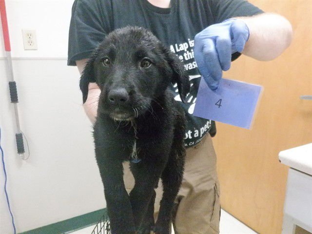 DAISY - Labrador Retriever / Queensland Heeler available for adoption