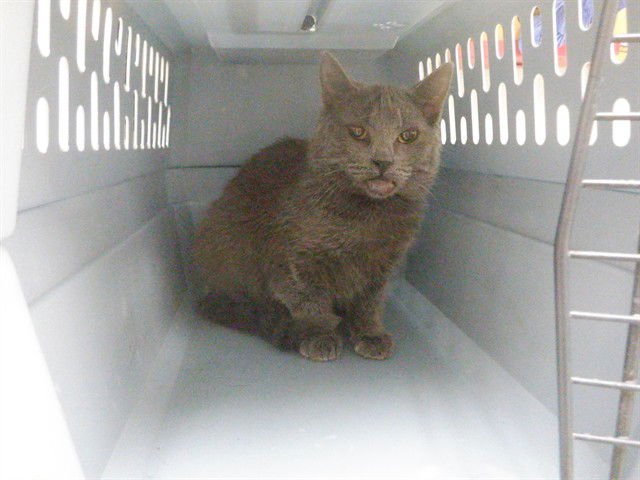 INDIGO - Russian Blue available for adoption