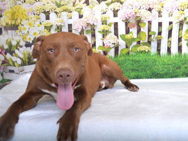 RIDDICK - Labrador Retriever available for adoption