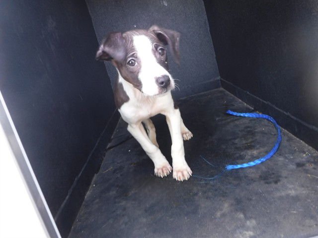 ROWDY - Pit Bull Terrier available for adoption