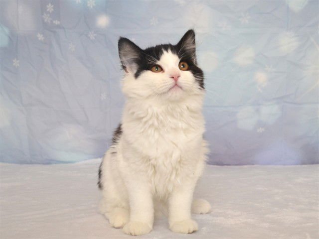 CARDI - Domestic Medium Hair available for adoption