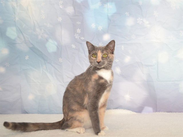 SOPHIE - Domestic Short Hair available for adoption