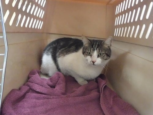 SMOOTHIE - Domestic Short Hair available for adoption