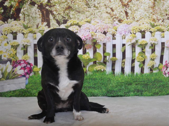 COOKIE - Chihuahua available for adoption