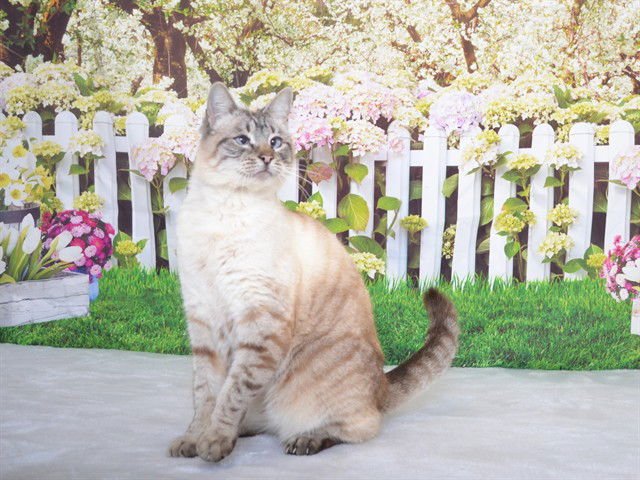 SIMBA - Siamese available for adoption