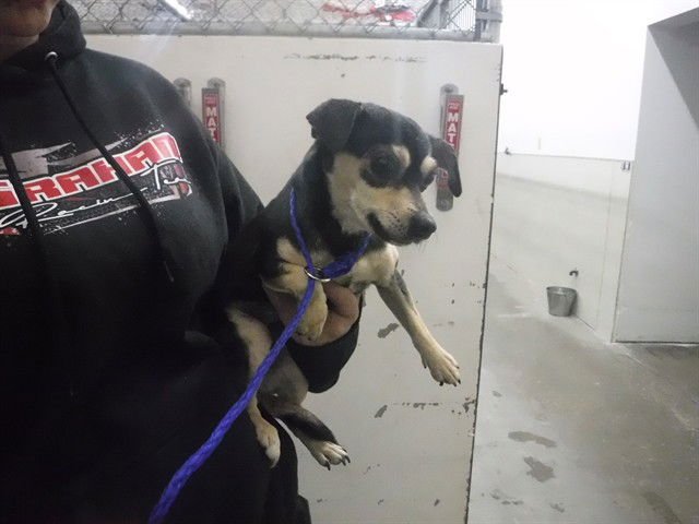 CLOVER - Chihuahua available for adoption