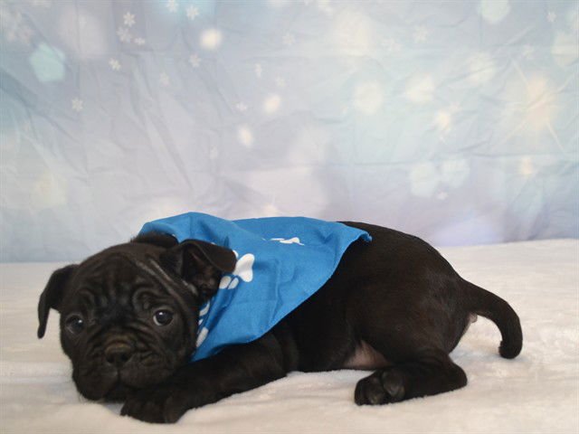 STEVE - Pug available for adoption