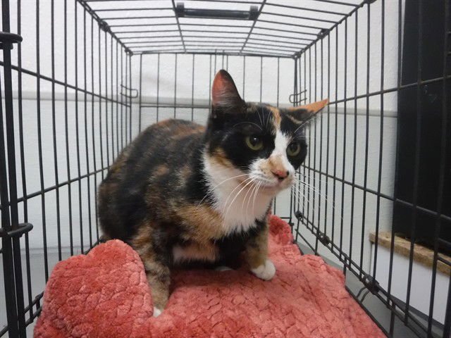 CLEO - Domestic Short Hair available for adoption