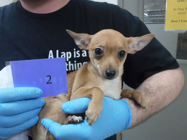 DAVINA - Chihuahua available for adoption