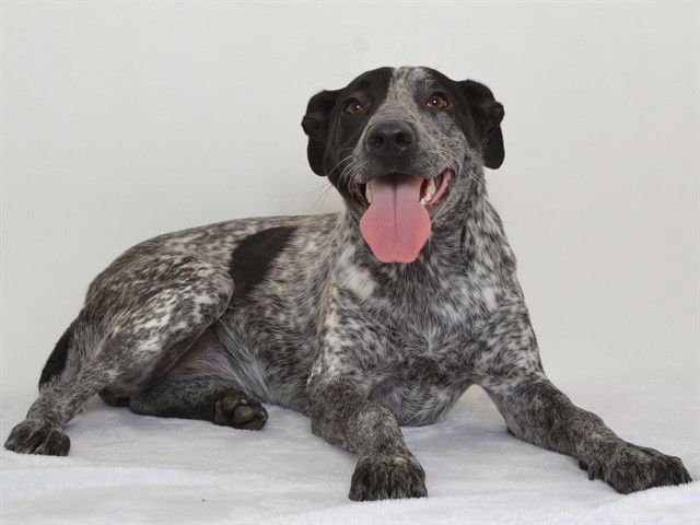 STORMI - Australian Cattle Dog/Blue Heeler available for adoption