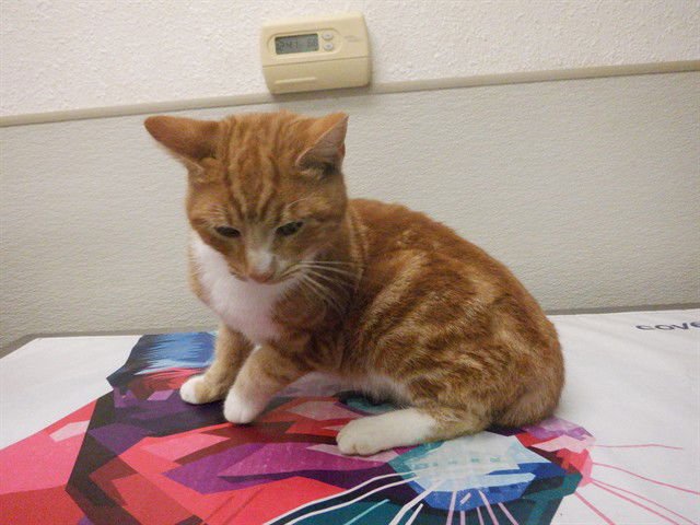 ROCKET - Domestic Short Hair available for adoption