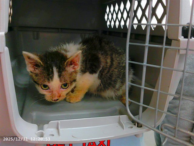 SIMON - Domestic Short Hair available for adoption