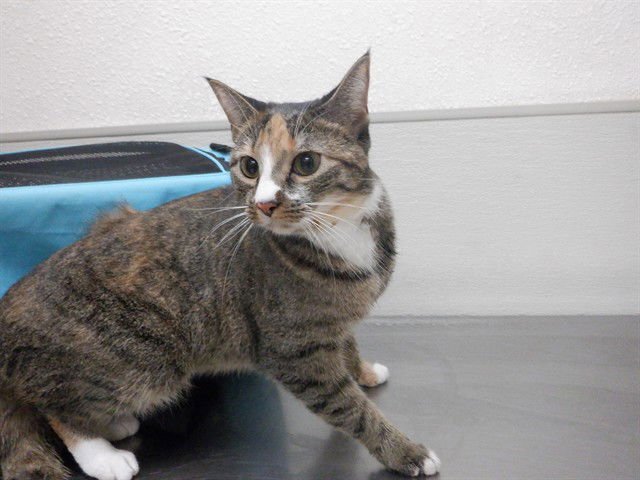 SHILOH - Domestic Short Hair available for adoption