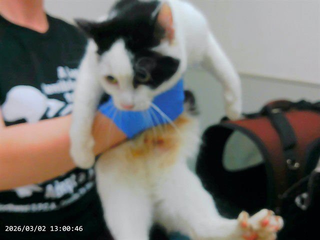 TIA - Domestic Short Hair available for adoption