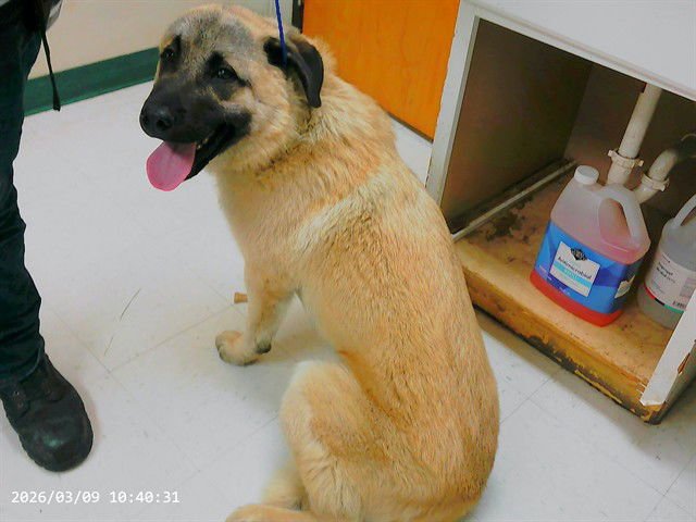 VOLKAN - Anatolian Shepherd available for adoption