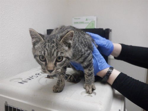 BEN - Domestic Short Hair available for adoption