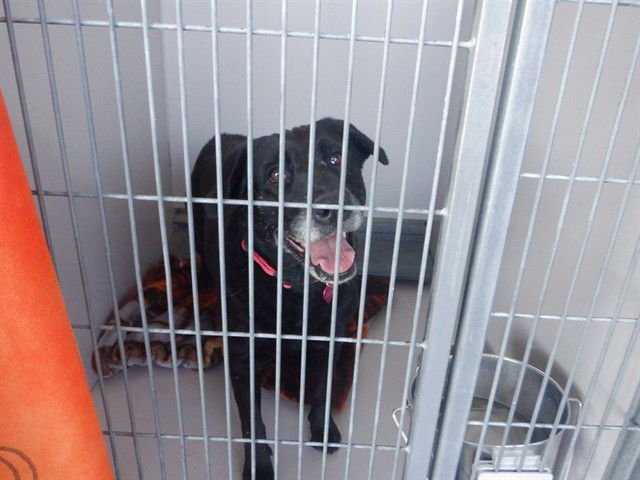 SASHA - Labrador Retriever available for adoption