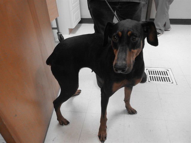 DIAMOND - Doberman Pinscher available for adoption