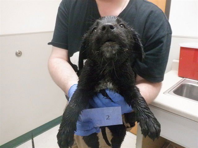 ROSE - Labrador Retriever / Queensland Heeler available for adoption