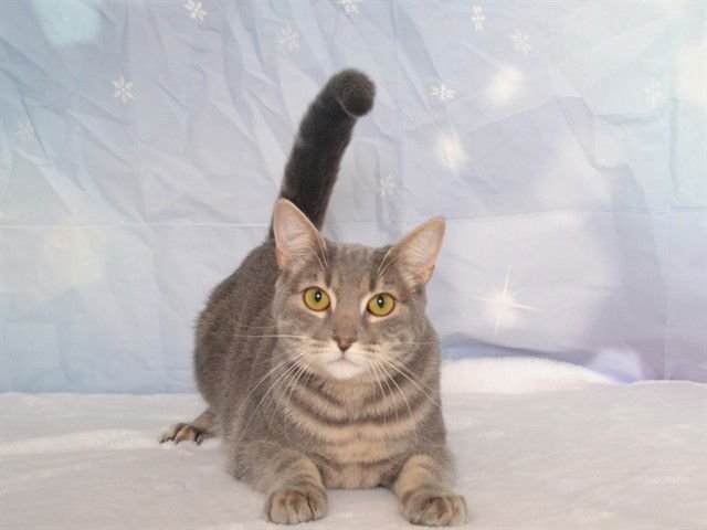 STORMY - Domestic Medium Hair available for adoption