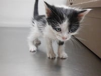 CHAIRMAN MEOW - Photo 1