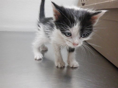 CHAIRMAN MEOW - Domestic Medium Hair available for adoption