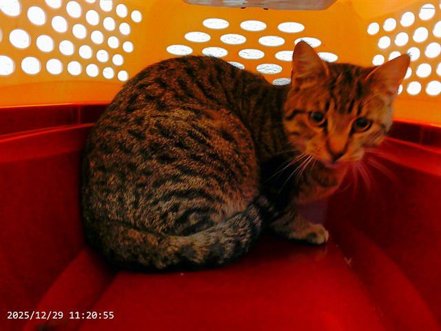 RYLIE - Domestic Short Hair available for adoption