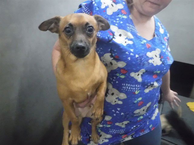 YODA - Chihuahua available for adoption