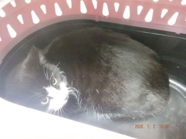 POPPY - Domestic Short Hair available for adoption