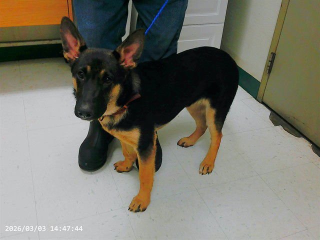 ATHENA - German Shepherd Dog available for adoption