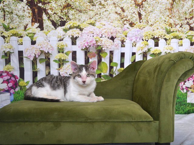 SIMON - Domestic Short Hair available for adoption