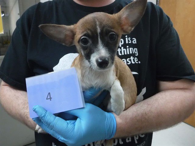 DANTE - Chihuahua available for adoption