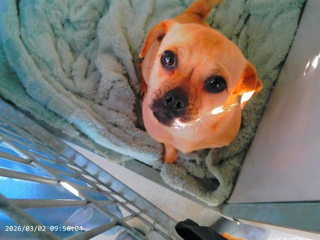 SEQUOIA - Pug available for adoption