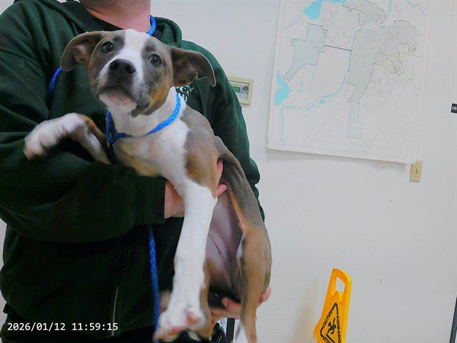 JOURNEY - Pit Bull Terrier available for adoption