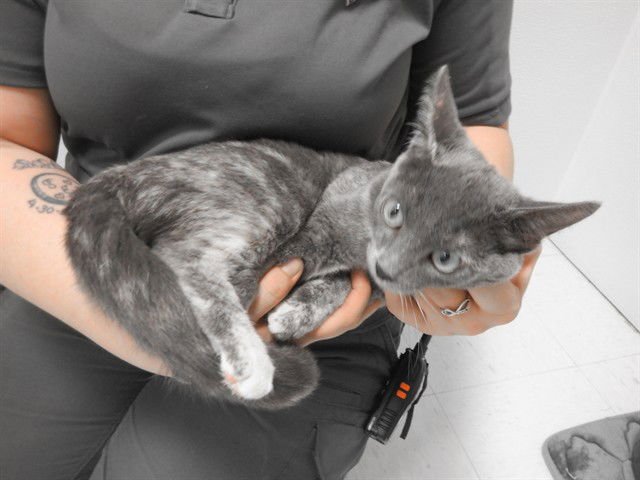 SPICE - Domestic Short Hair available for adoption